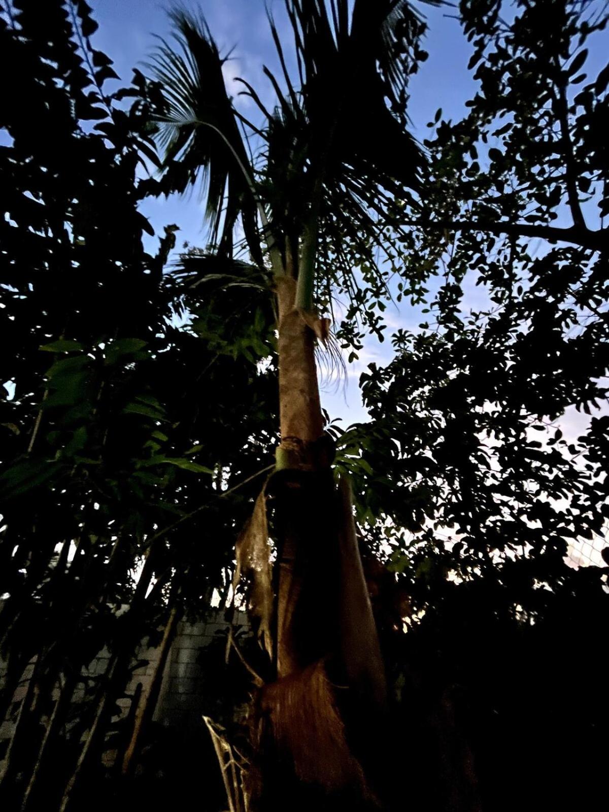 Linda Casa Privada En La Naturaleza De Tulum! Casa vacanze Tulum